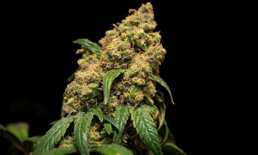 How To Choose The Right CBD Spray For Your Needs: A Comprehensive Guide