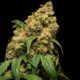 How To Choose The Right CBD Spray For Your Needs: A Comprehensive Guide