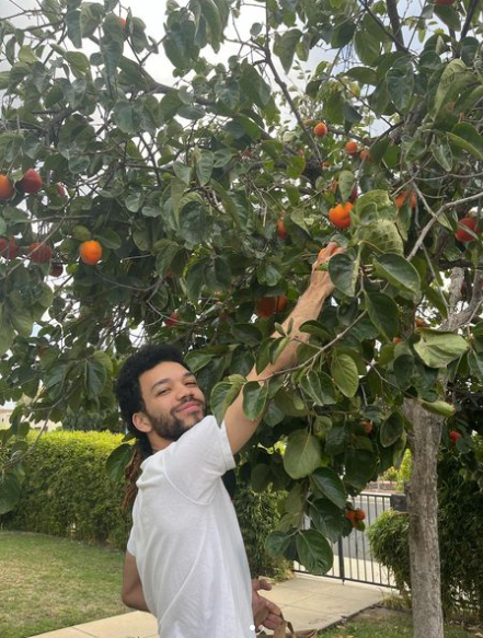 Justice Smith plucking up oranges from a tree