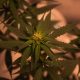Cannabis Seeds: A Nutritional Powerhouse for Health and Wellness