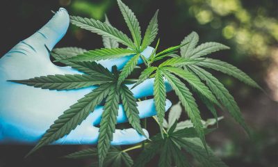 Distillate Revolution: Embracing Pure Potency in Canadian Cannabis