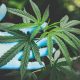 Distillate Revolution: Embracing Pure Potency in Canadian Cannabis