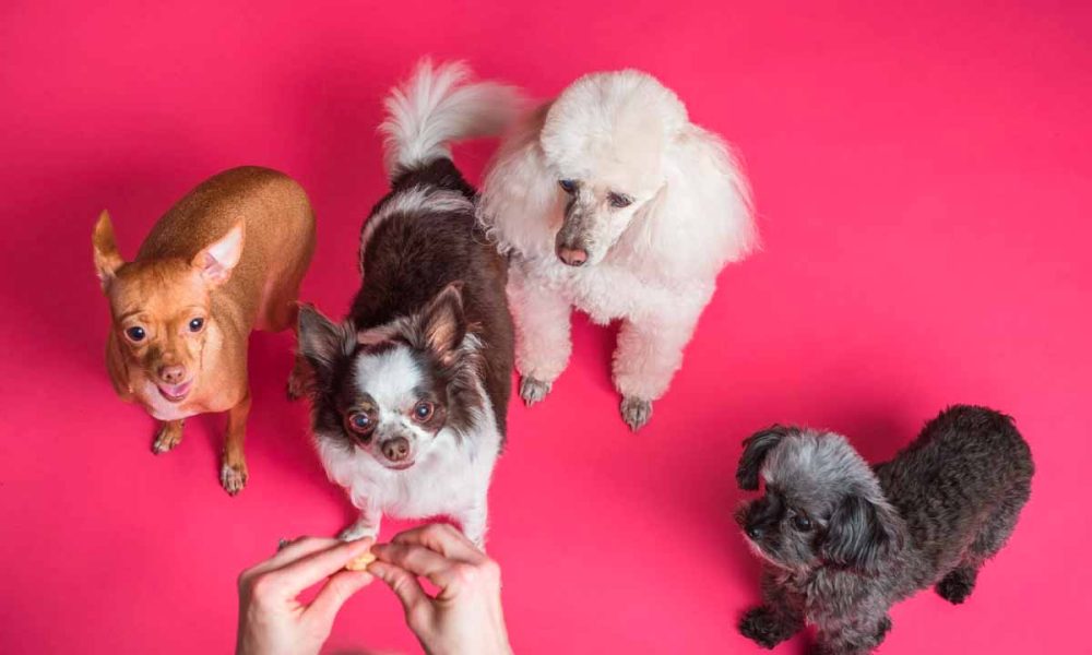 A Natural Approach: CBD and Allergies in Dogs