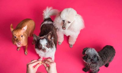A Natural Approach: CBD and Allergies in Dogs