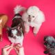 A Natural Approach: CBD and Allergies in Dogs