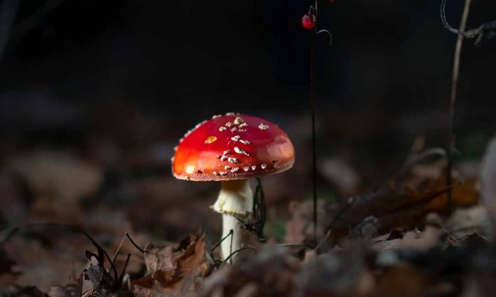 Exploring the Role of Mushroom Gummies in Your Diet: Can They Substitute a Balanced Diet?