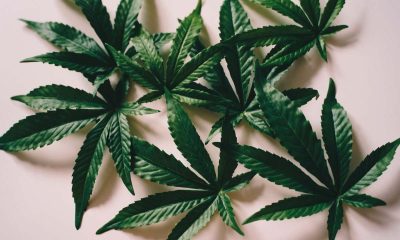 Exploring Innovative Cannabis Consumption Methods: From Vaping to Dabbing