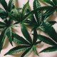 Exploring Innovative Cannabis Consumption Methods: From Vaping to Dabbing