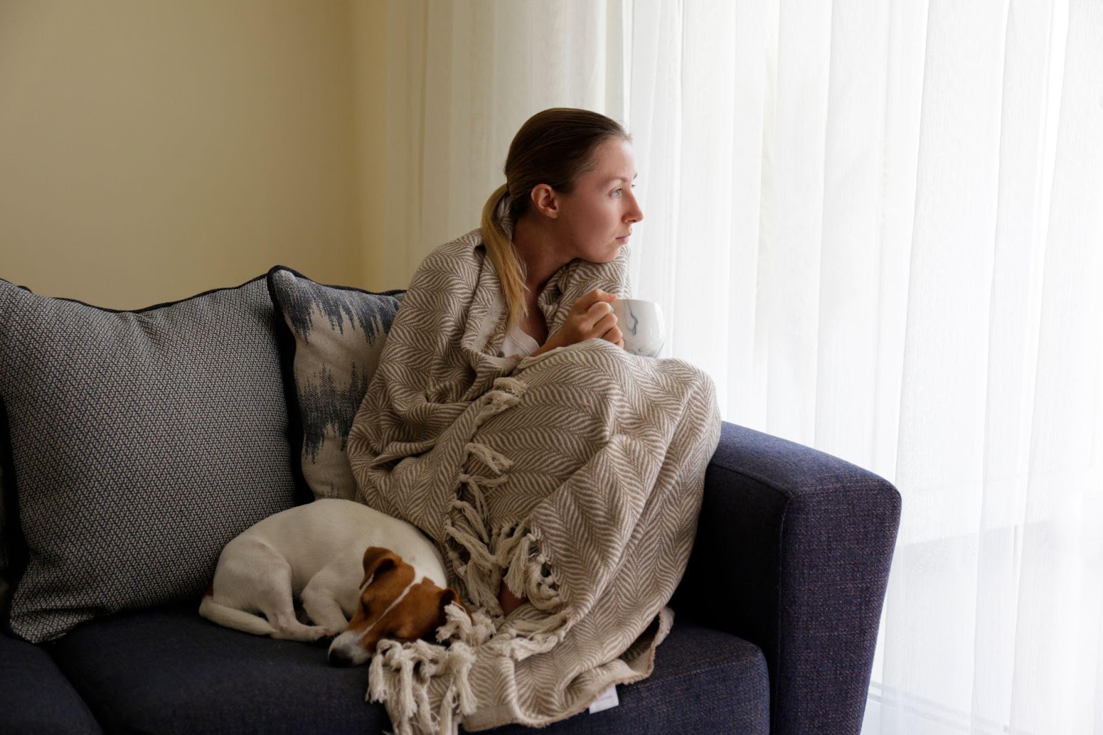 Animal Support Certificate: Everything You Need to Know