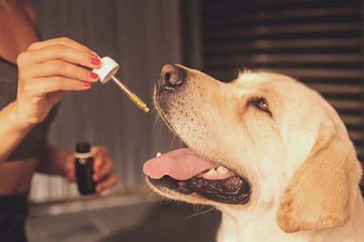 Are People Using CBD for Their Dogs? Let’s Find Out