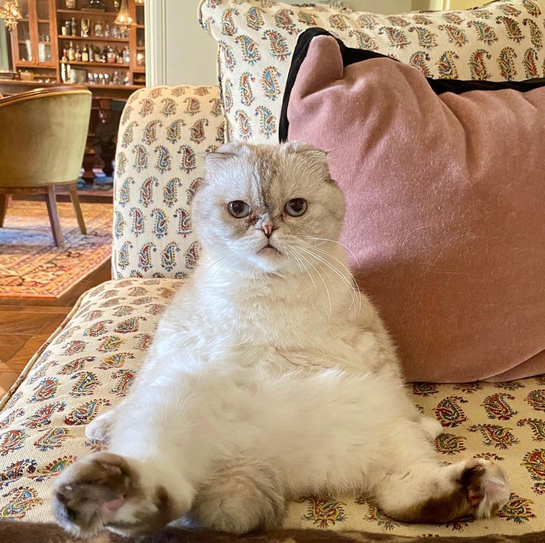 A picture of Taylor Swift's pet Olivia Benson